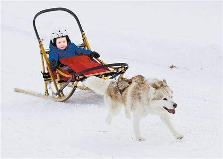 26日,加拿大安大略省布罗克镇坎宁顿社区举办一年一度的狗拉雪橇比赛