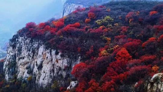 同程首页 景区门票 山东景区门票 淄博景区门票 > 鲁商红叶柿岩旅游区