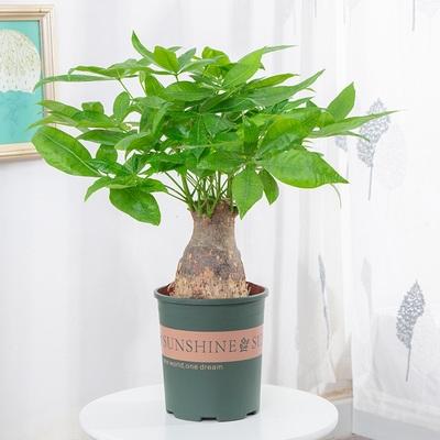 杆盆栽发财树桩盆景小室内客厅大粗好杆树绿独招财植物养活办公室