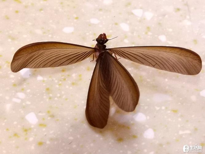 [图片摄影] 神奇的涨水蛾蛾儿