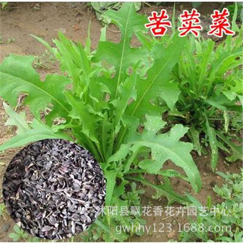 进口苦荬菜牧草菜种子 苦麻菜种子 苦麦菜养殖 选良草 包发芽