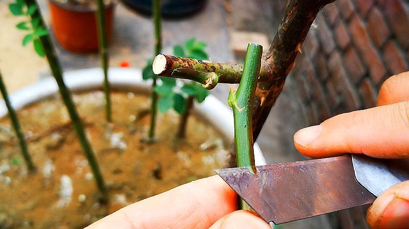 超级精细的月季嫁接方法,成活率一样很高