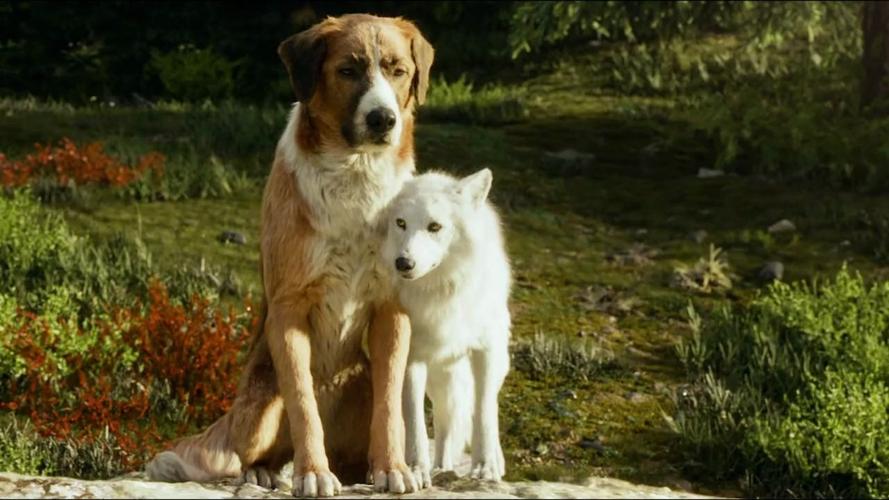 厉害了巴克大狗巴克4