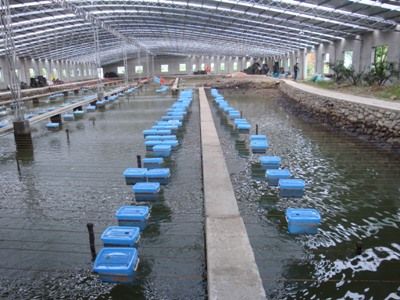 所以拣了附近的三特渔村,蓝色的罐子里就是养殖的青蟹?