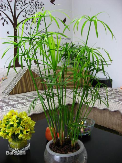 展开全部 伞竹也叫伞草,风车草,因其叶子的形状如同张开的伞骨而得名