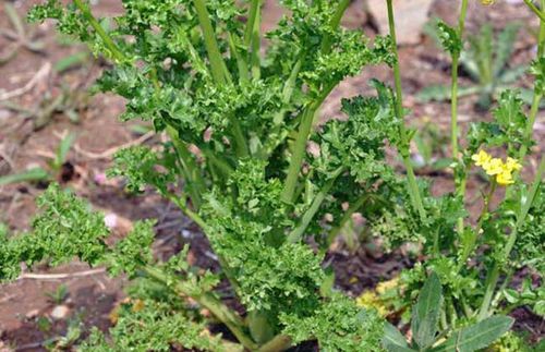 芥菜品种图片大全