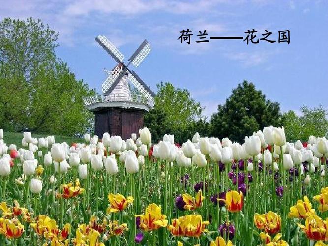 荷兰——花之国
