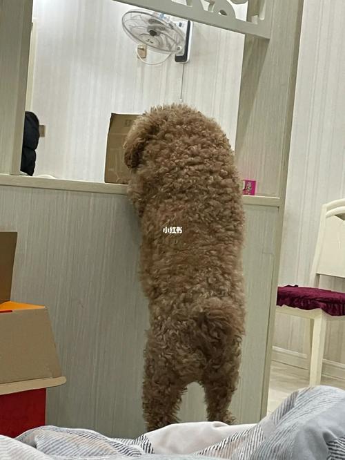 可可爱爱_泰迪_胖泰迪_宠物_狗_晒狗