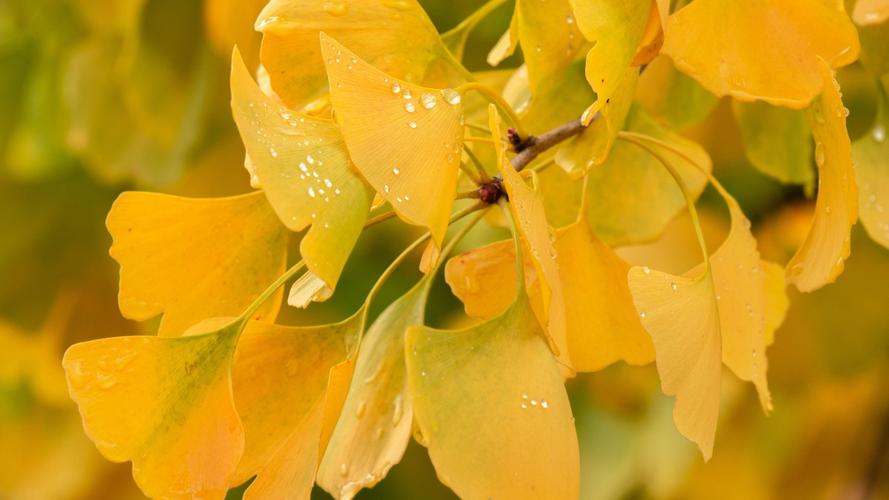 高清银杏树叶图片-花卉壁纸-高清花卉图片-第7图-娟娟壁纸