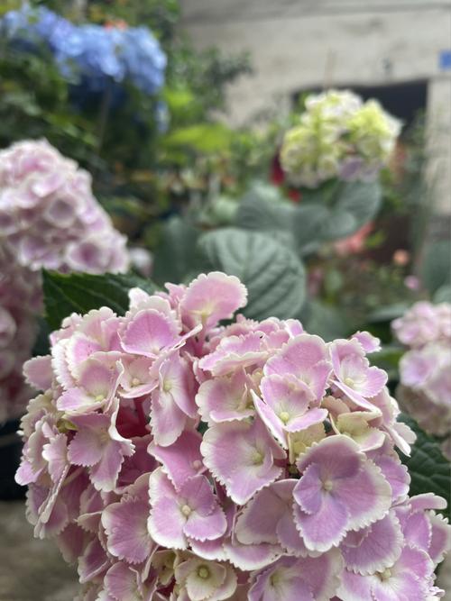 新入的绣球,花比纱织小姐多太多了!