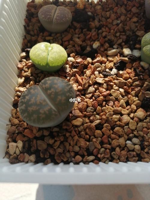 绿紫勋_生石花_家居家装_家居装饰