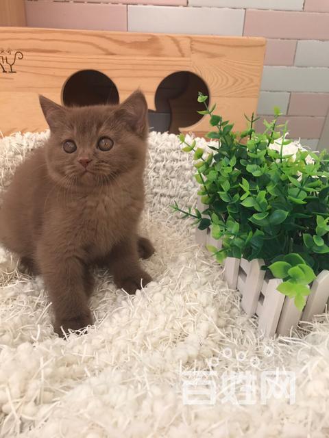 【图】- 咖啡色英短 - 沈阳铁西卫工猫猫 - 沈阳百姓网