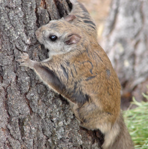 谁想过寒号鸟为什么叫做寒号鸟,真的有这种鸟的存在么