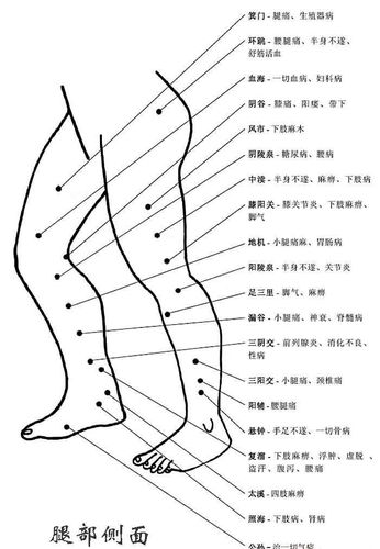腿部穴位