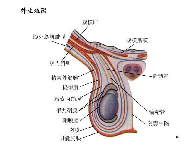 腹横筋膜 腹内斜肌 精索外筋膜 提睾肌 鞘韧带 精索内筋膜 睾丸鞘膜