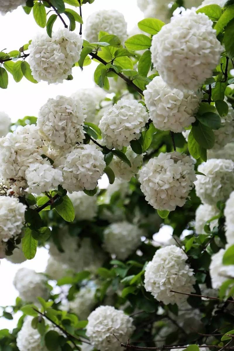 木绣球春日开花,花期3~5月,绣球夏季开花,花期6~8月. 木绣球只有