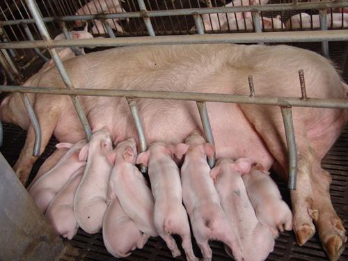 养殖种植 > 开封批发长白母猪多少钱大型种猪场