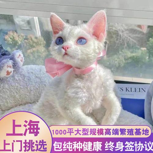 德文卷毛猫宠物猫幼猫活体纯白猫活物幼崽柯尼斯纯黑猫赛尔凯克卷