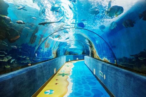 限时发售 合肥海洋世界新春月卡全新上线福利多多