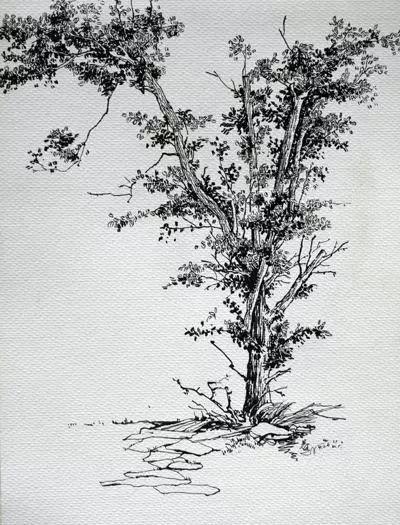 今天我们就来看看风景画中树木的速写素材.