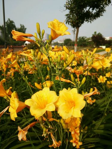 【xshat】金娃娃萱草花