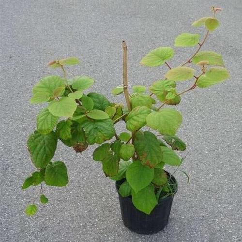 存下来,等到入冬之前种下去,相信第二年就能够见到一株猕猴桃植株了