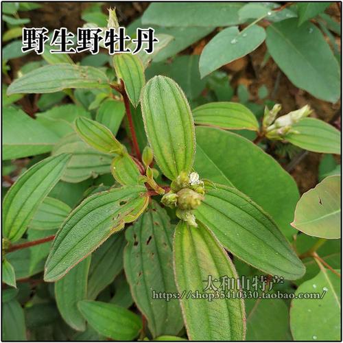 野牡丹苗山石榴枝叶大金香炉新鲜猪古稔根生草药