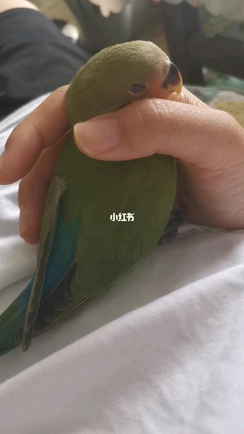 牡丹鹦鹉睡觉觉_鹦鹉_牡丹_牡丹鹦鹉_宠物_宠物其他