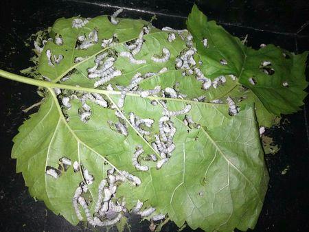 请问桑叶是啥样子的