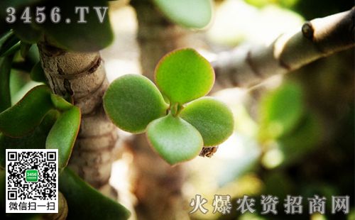 八宝树有毒吗八宝树的功效与作用