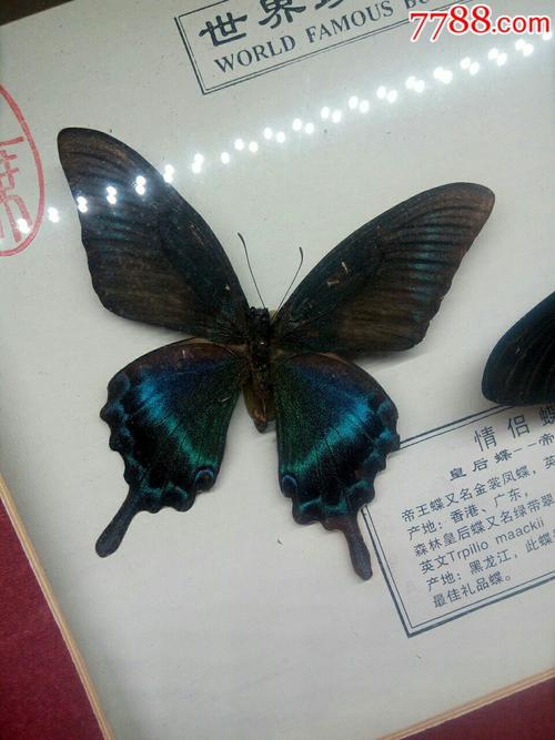皇后蝶_帝王蝶-se63619119-蝴蝶/昆虫标本-零售-7788