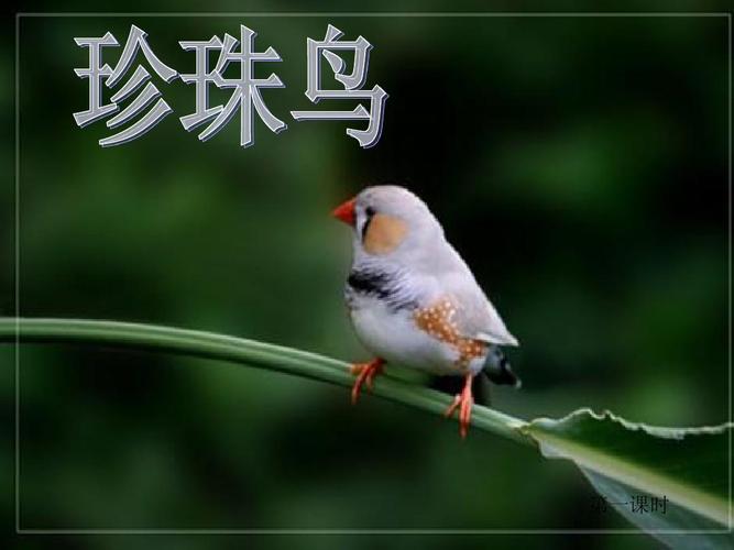 苏教版语文四年级上册《珍珠鸟》第一课时ppt