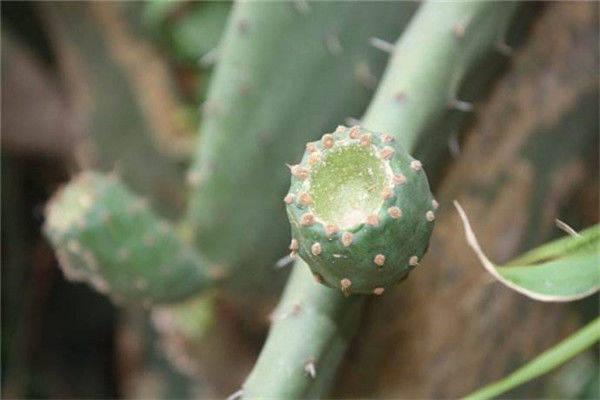 很好养的仙人掌如果没根还能活吗?这样处理就能活!