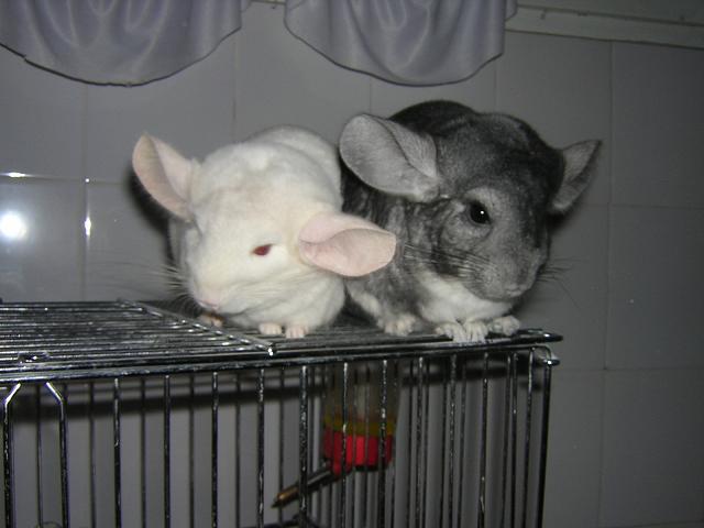 两只母龙猫可以养一起吗