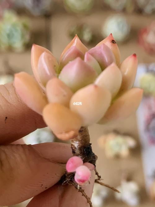 拇指肉_多肉植物_多肉控_家居家装_家居装饰