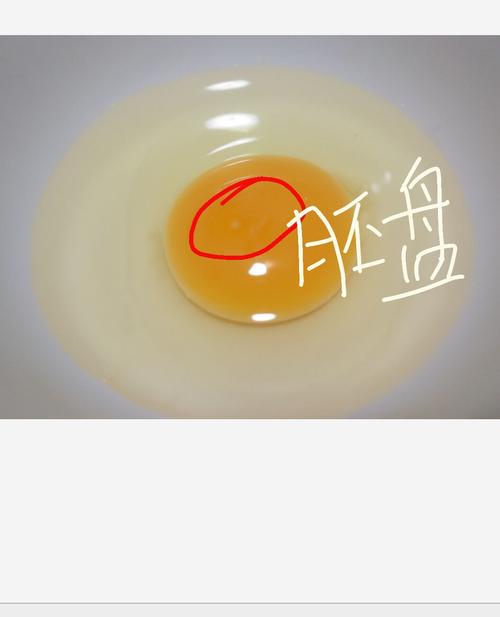 发现了一个小白点,是胚盘.