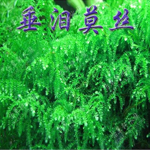 怡草轩~垂泪莫丝 莫斯 moss 8x8cm网片 乐鱼水草批发商品图片价格