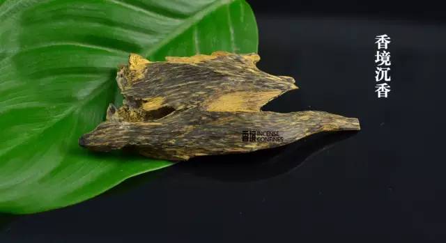 细谈沉香结香及形成