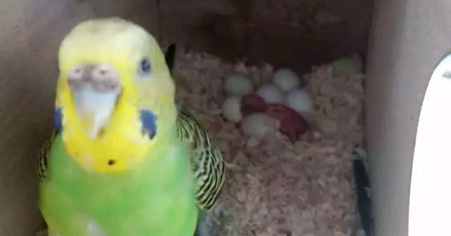 雌性虎皮鹦鹉总是繁殖不顺利的原因