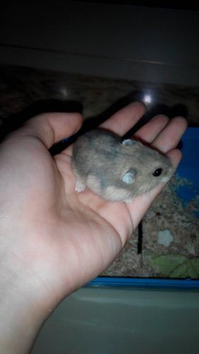 仓鼠在我手里整理毛发,但是不肯在我手上吃东西,就算到手上,也是把