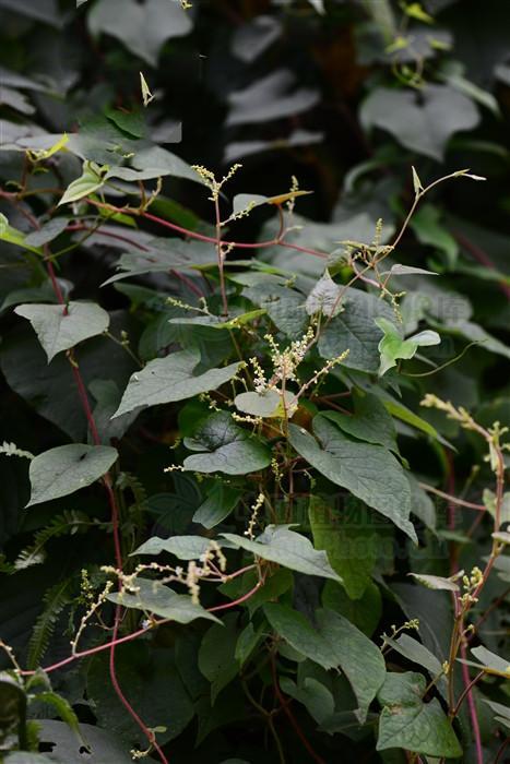 胖血藤,见过吗?能敛肺止咳,行气健胃,祛风除湿