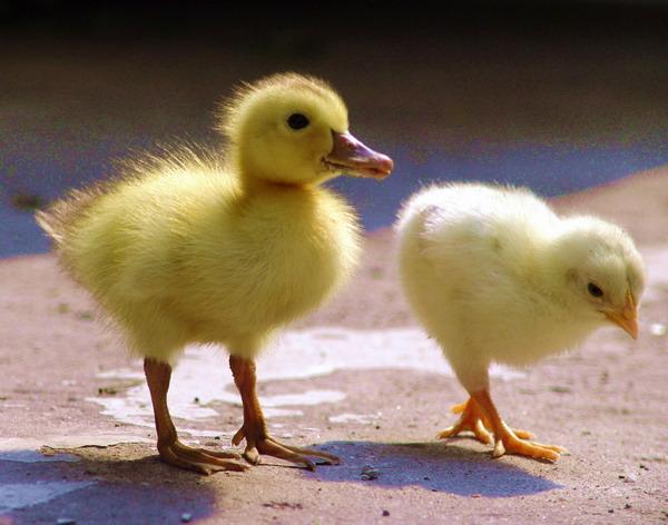 可爱:冬日阳光下的小鸭子和小鸡
