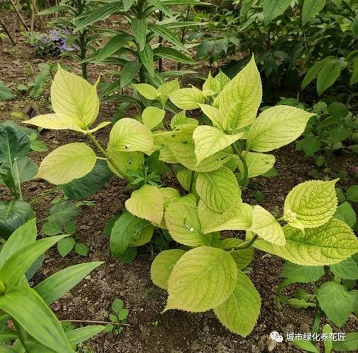 上图是网友养护的绣球花盆栽,这株绣球花是地栽,地栽的绣球花也会发黄