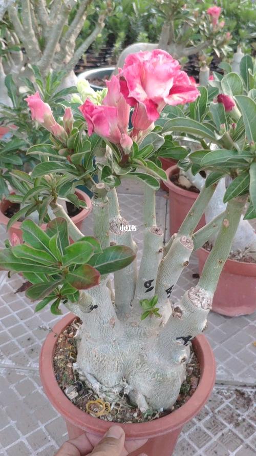 种植沙漠玫瑰花_玫瑰花_沙漠_家居家装_家居装饰