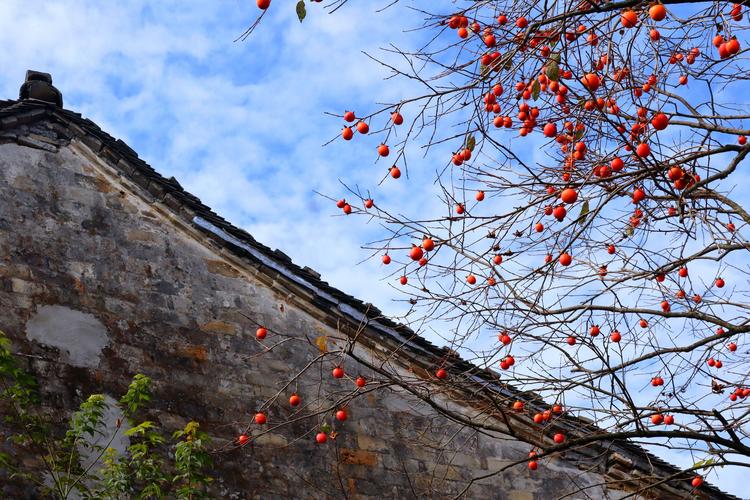 其它 余姚大岚镇柿林村 写美篇 位于四明山腹地的丹山赤水风景区,植被