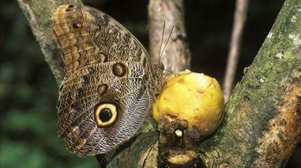 蝴蝶吃什么东西