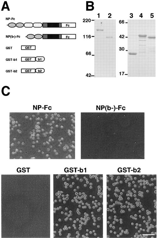 determination of cell adhesion sites of neuropilin-1