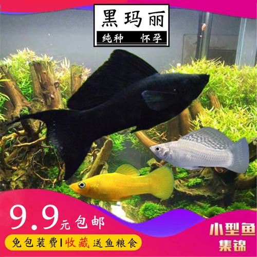马黑玛丽纯种鱼怀孕母鱼金鱼黑色观赏鱼纯黑色能会生