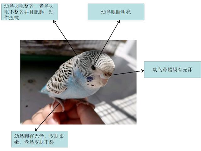 虎皮鹦鹉如何区分公母?