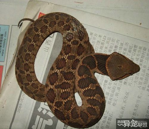 颈棱蛇的生活习性